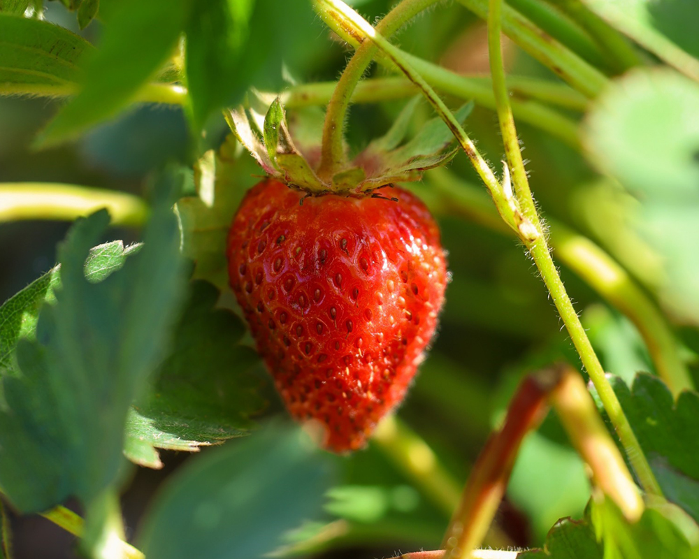 Ripe strawberry on the vine