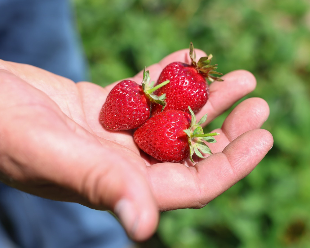Sam Spooner holding strawberries in his hand
