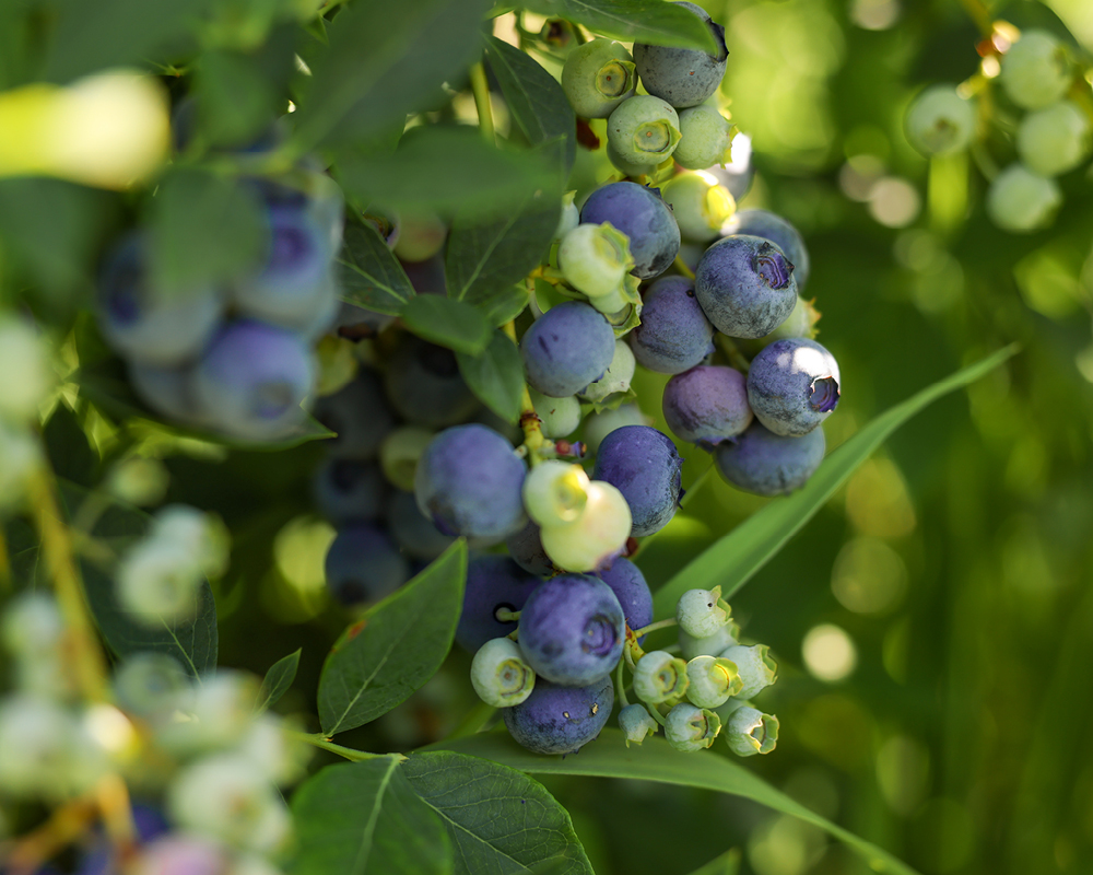 Ripe and unripe blueberries on a shrub