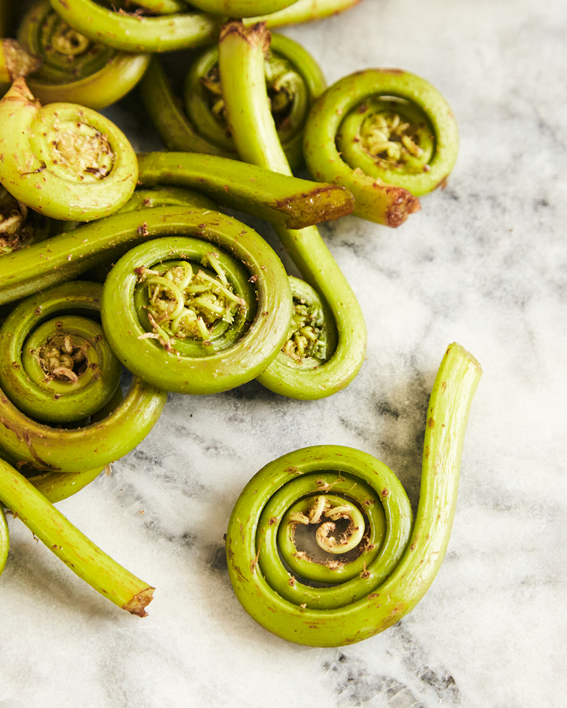 Fiddleheads on granite background