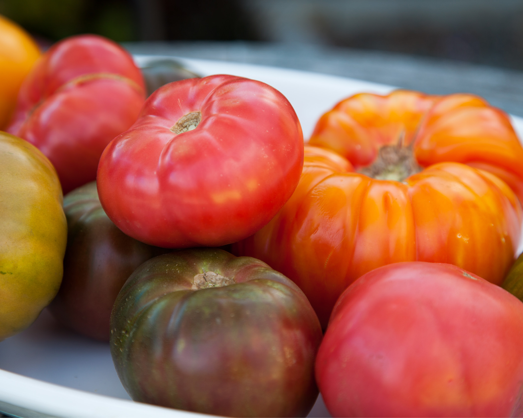 Red, orange, and purple heirloom tomatoes