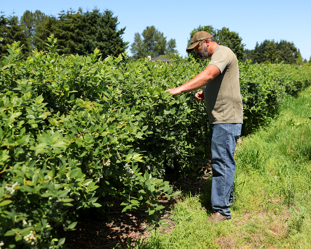 Sam Spooner picking blueberries on the farm
