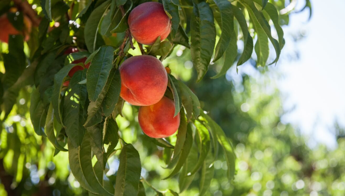 Peaches hanging from peach tree Lateral Roots Farm